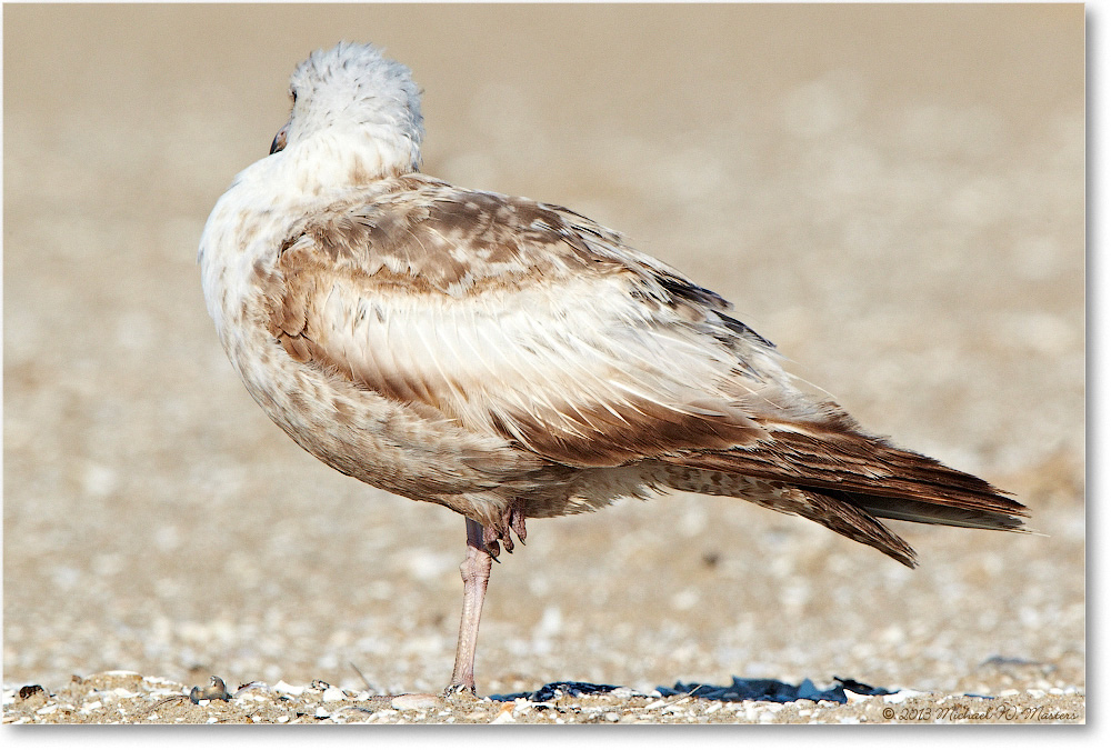 HerringGull-ChincoNWR-2013June_D5A0898-copy