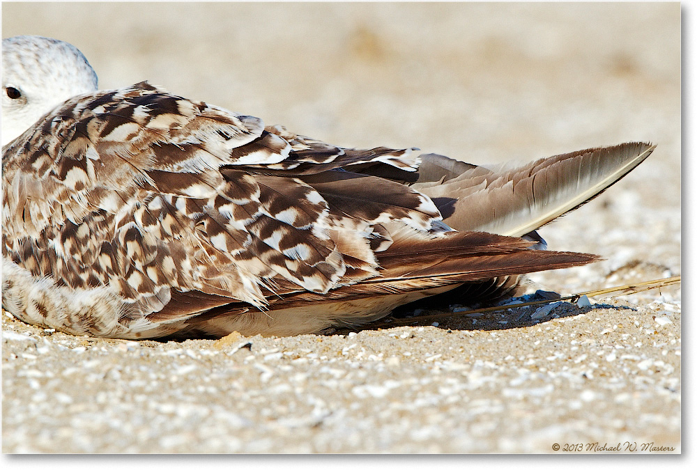 HerringGull-ChincoNWR-2013June_D5A0899-copy