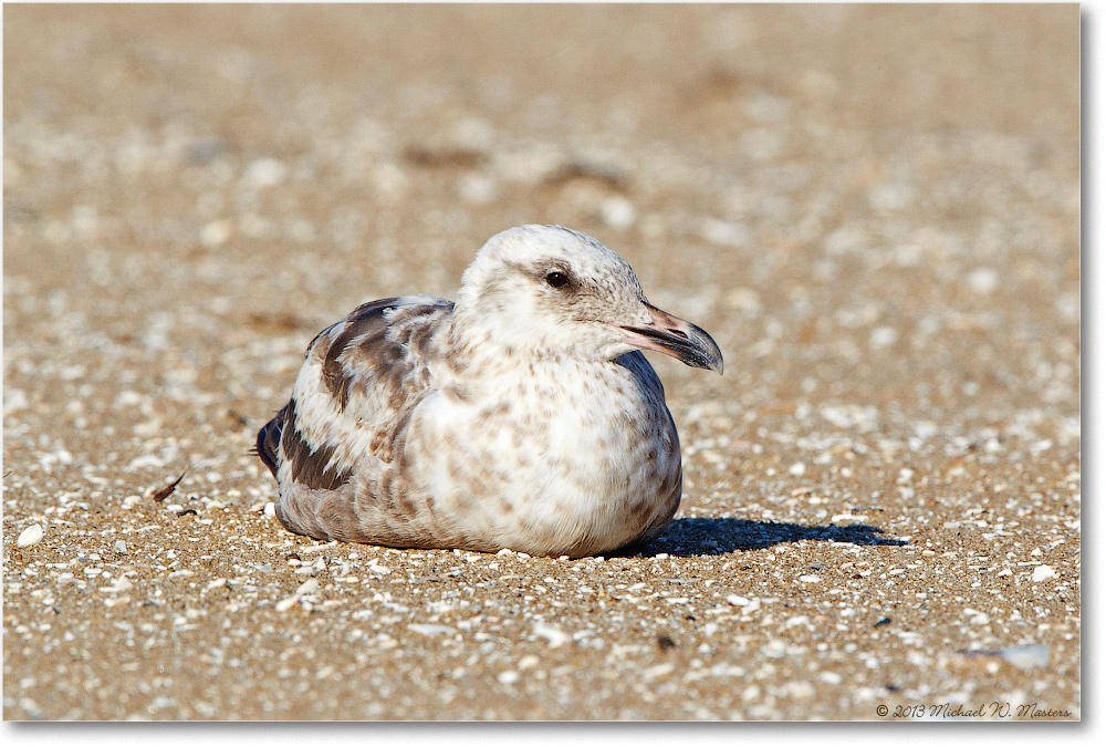 HerringGull-ChincoNWR-2013June_D5A0901