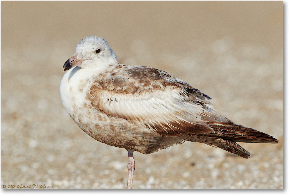 HerringGull-ChincoNWR-2013June_D5A0902-copy