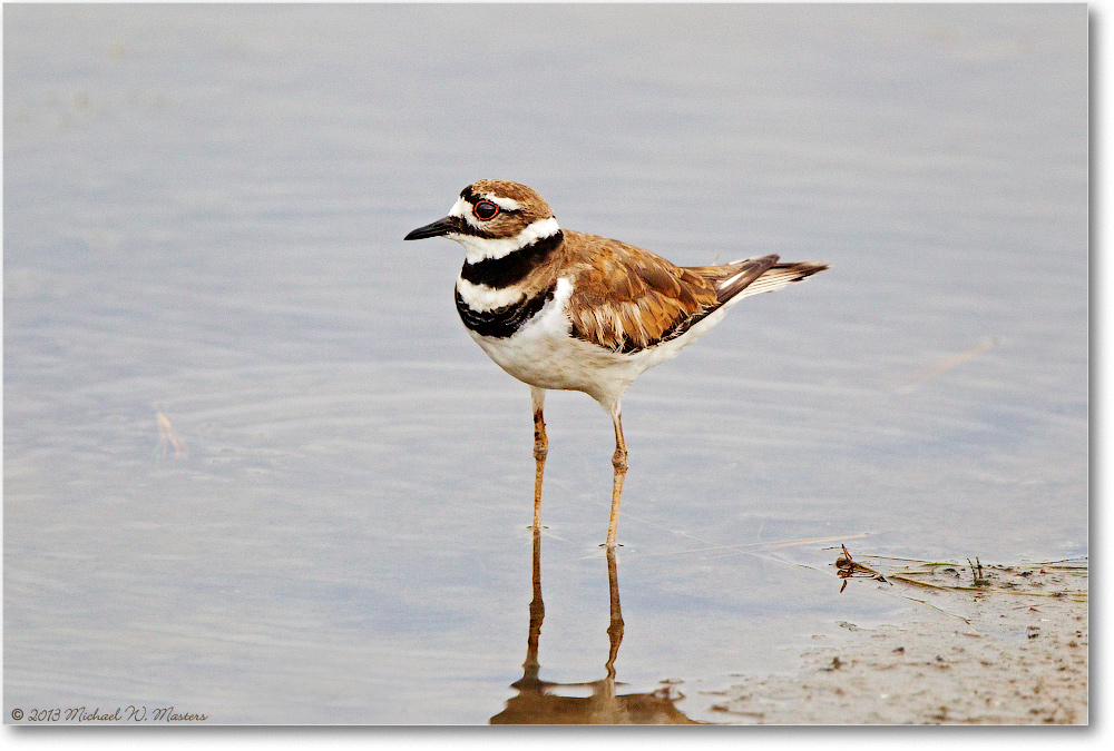 Killdeer-ChincoNWR-2013June_D5A0830
