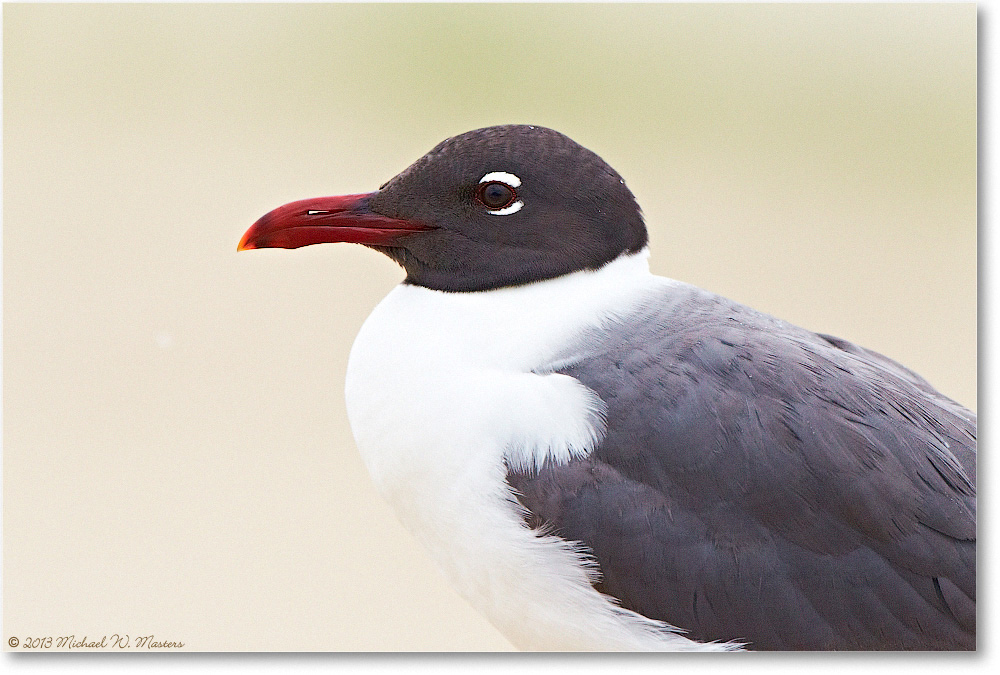 LaughingGull-ChincoNWR-2013June_D4C0740-copy
