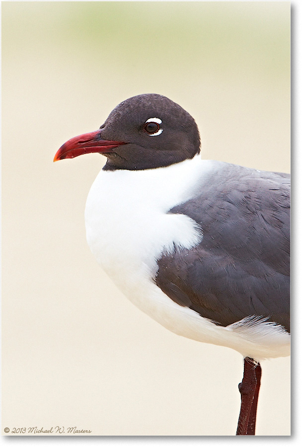 LaughingGull-ChincoNWR-2013June_D4C0748-copy