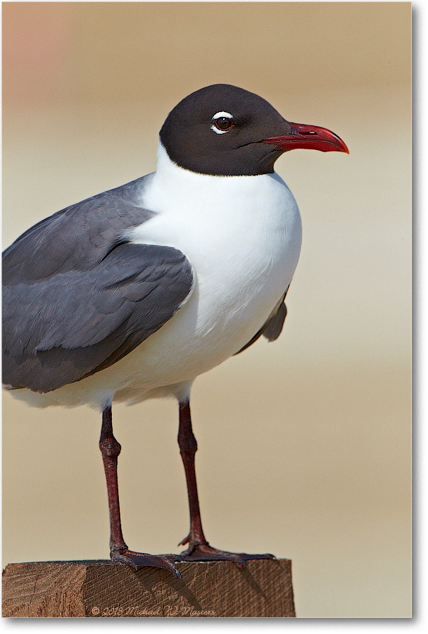 LaughingGull-ChincoNWR-2013June_D4C0763