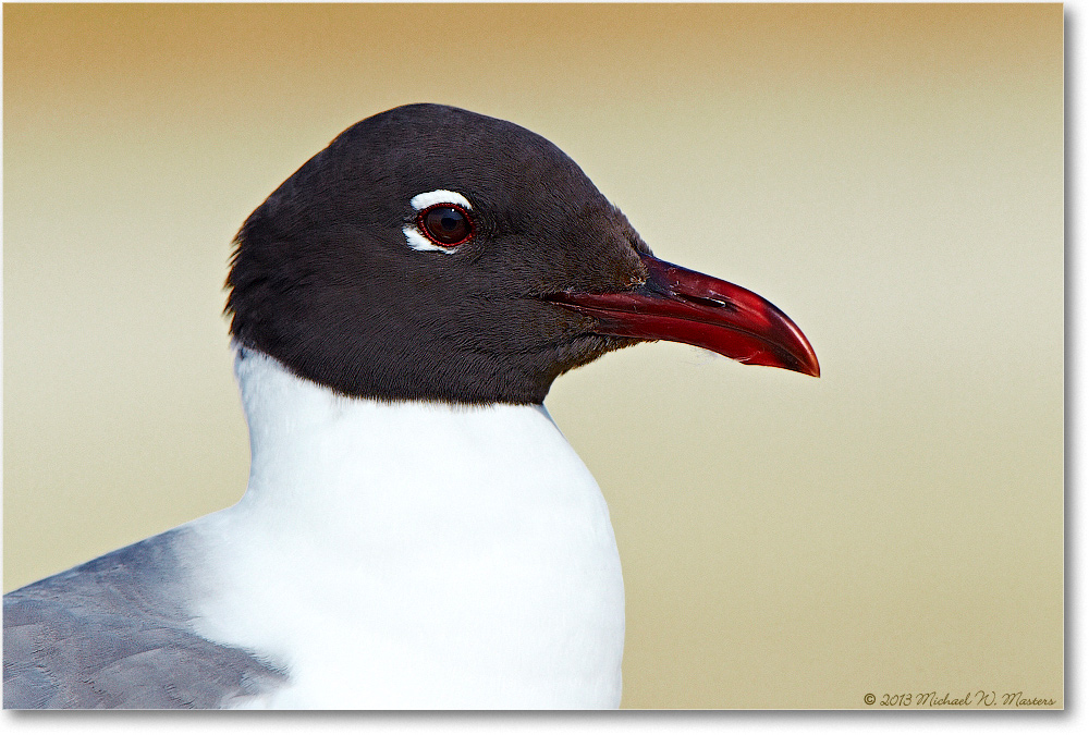 LaughingGull-ChincoNWR-2013June_D4C0794