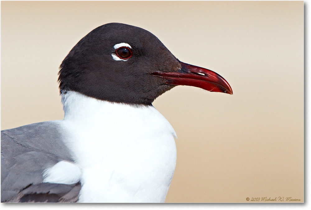 LaughingGull-ChincoNWR-2013June_D4C0815