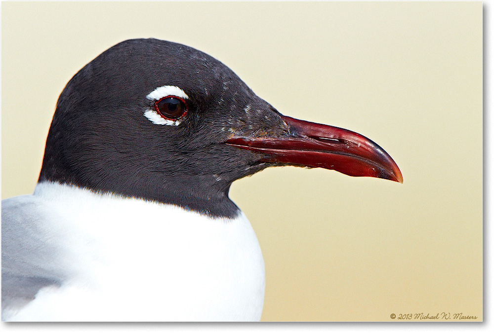 LaughingGull-ChincoNWR-2013June_D4C0830-copy