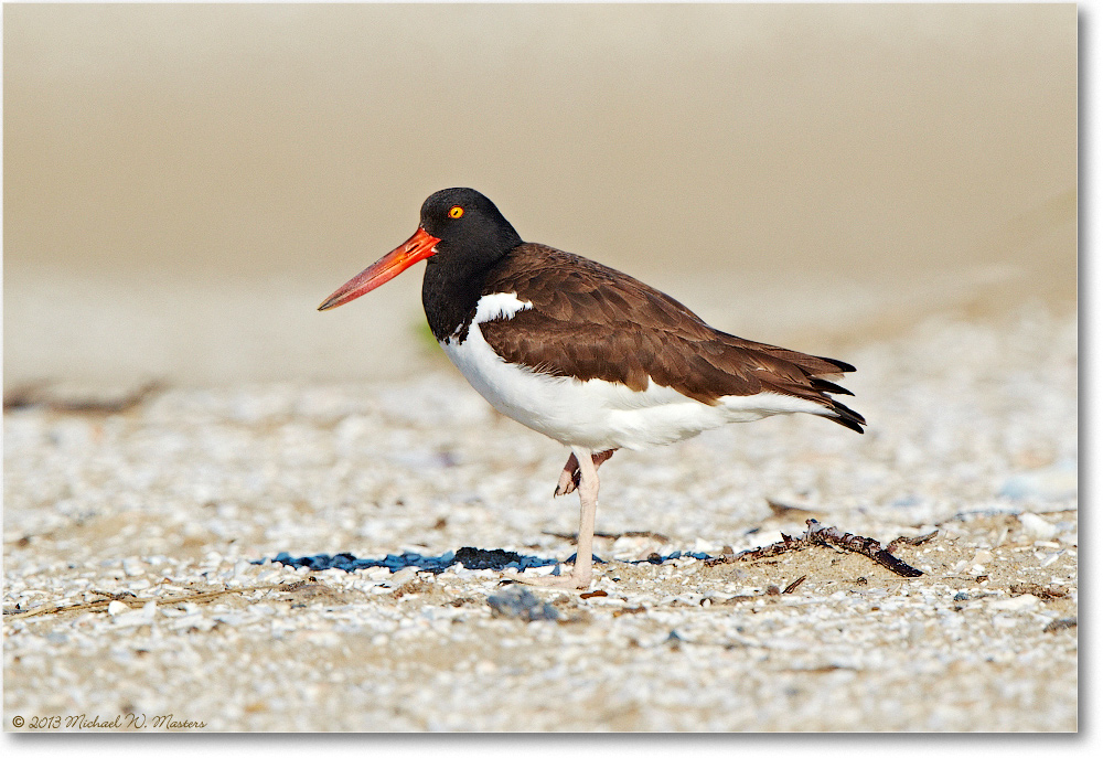 Oystercatcher-ChincoNWR-2013June_D5A0884
