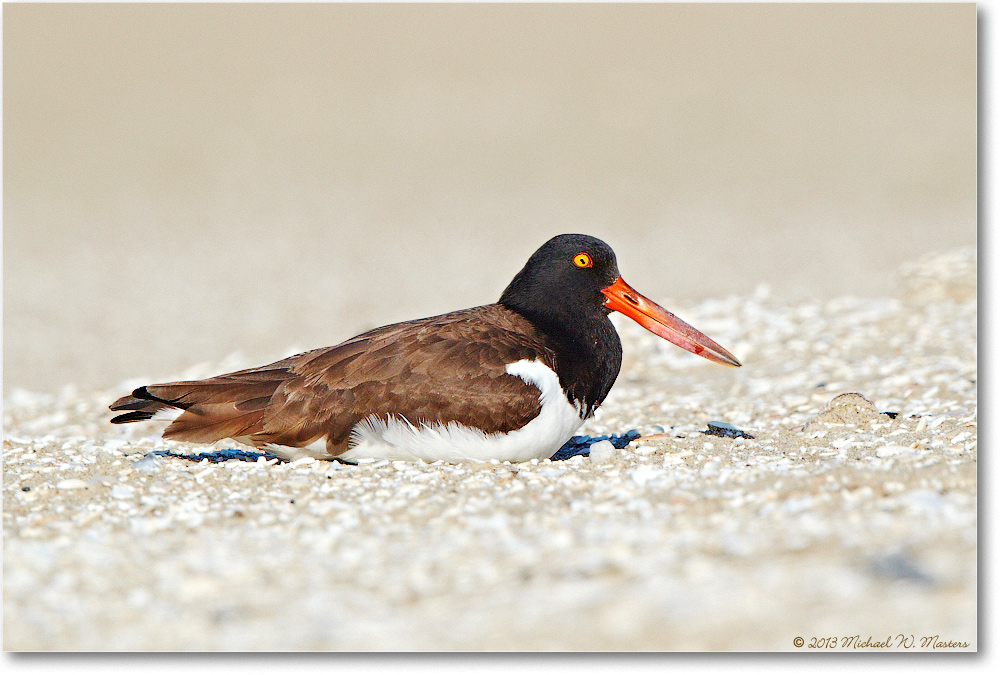 Oystercatcher-ChincoNWR-2013June_D5A0893