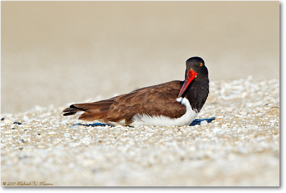 Oystercatcher-ChincoNWR-2013June_D5A0894