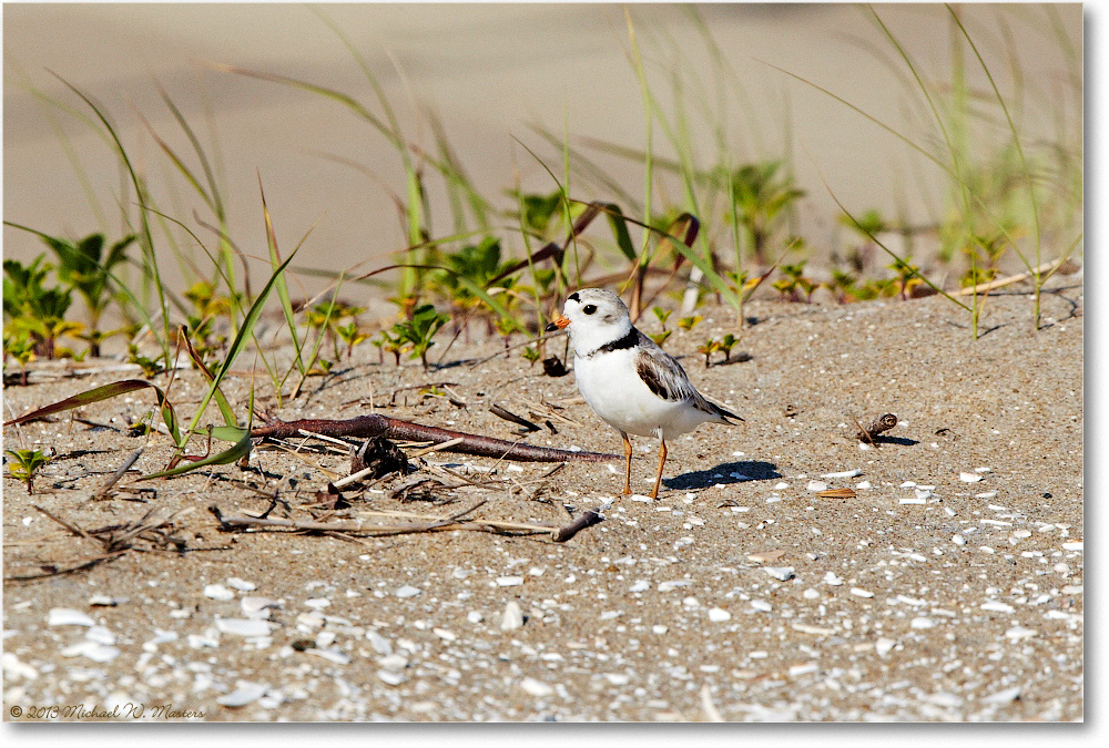 PipingPloverChick-ChincoNWR-2013June_D5A0782