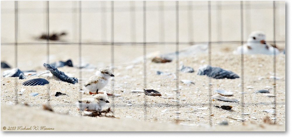 PipingPlovers-ChincoNWR-2013June_D5A0838-copy