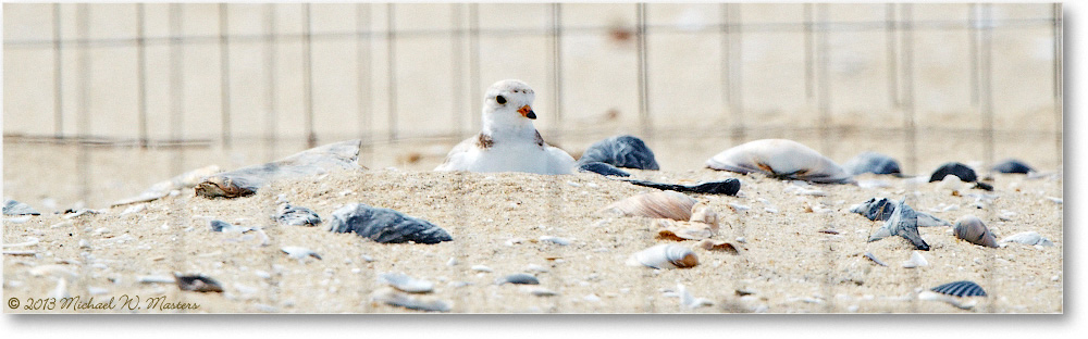PipingPlovers-ChincoNWR-2013June_D5A0840-copy