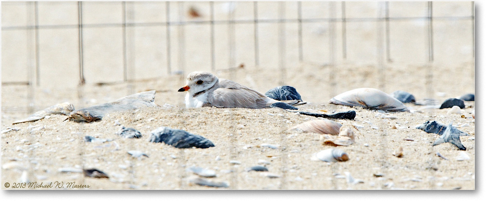PipingPlovers-ChincoNWR-2013June_D5A0847-copy