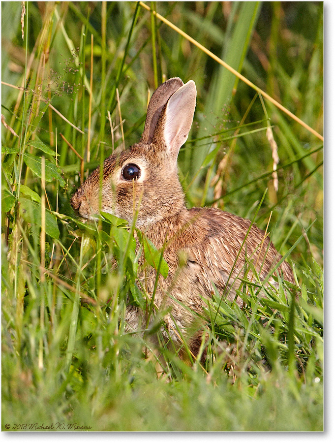 Rabbit-ChincoNWR-2013June_D5A0802-copy