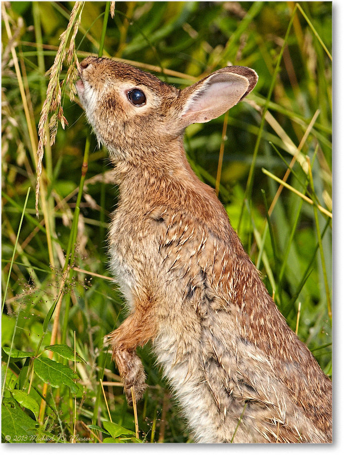 Rabbit-ChincoNWR-2013June_D5A0804-copy