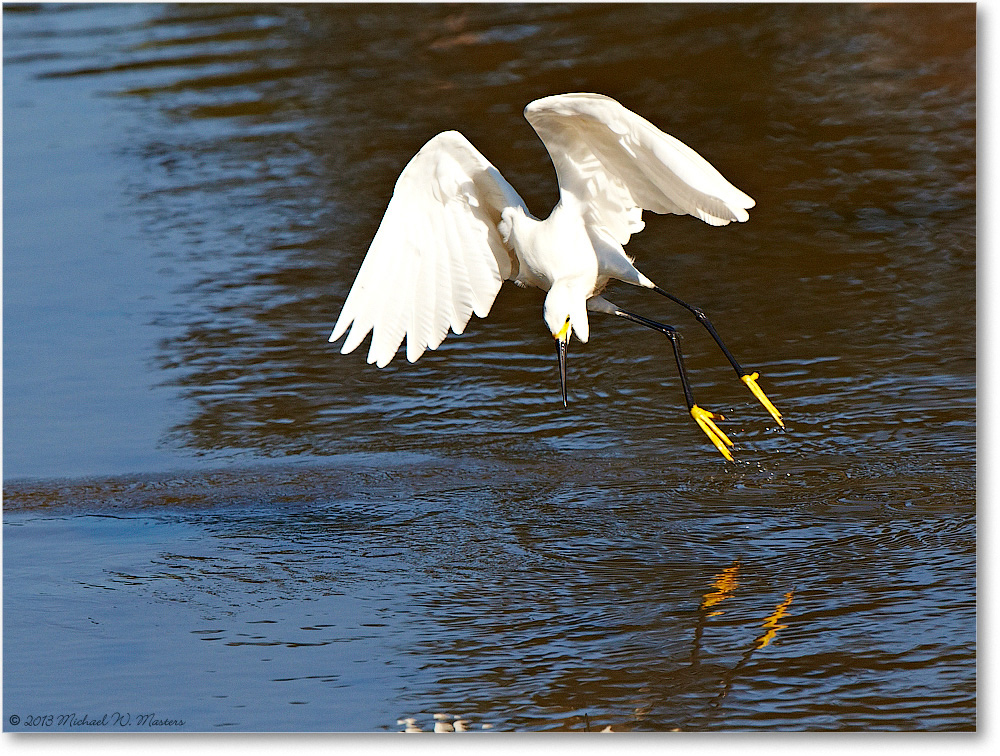 SnowyEgret-ChincoNWR-2013June_D4C0660-copy