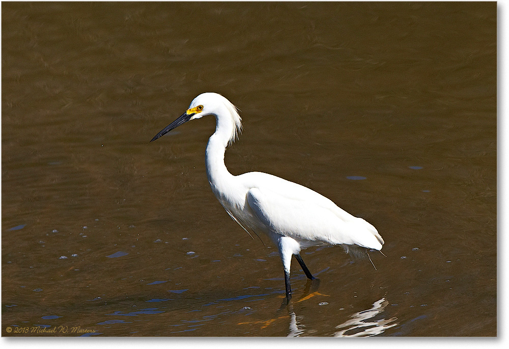 SnowyEgret-ChincoNWR-2013June_D4C0668-copy