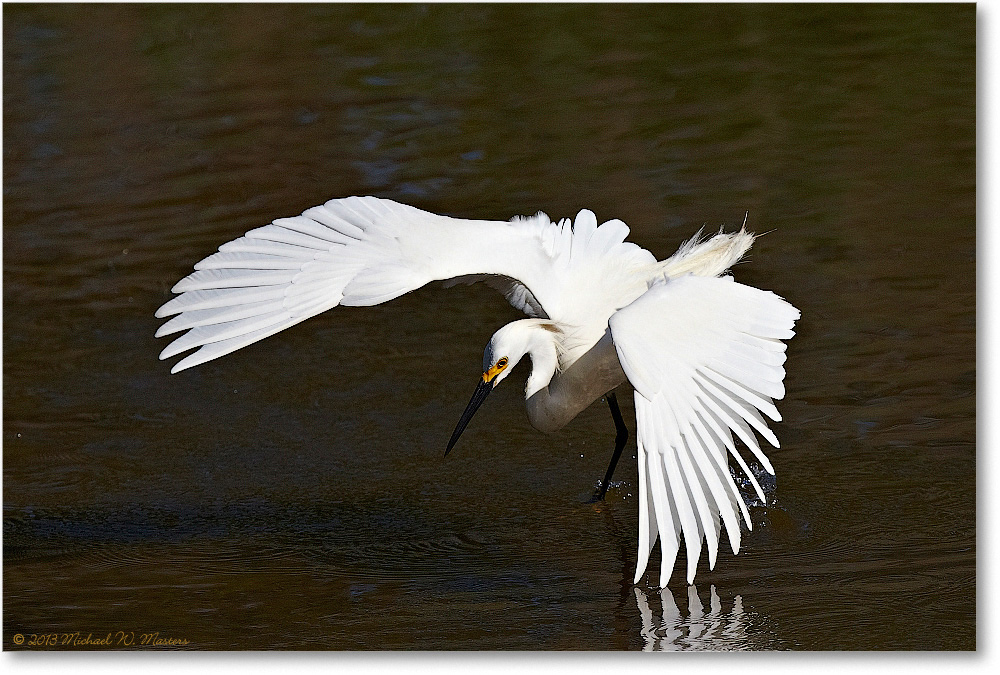 SnowyEgret-ChincoNWR-2013June_D4C0671-copy