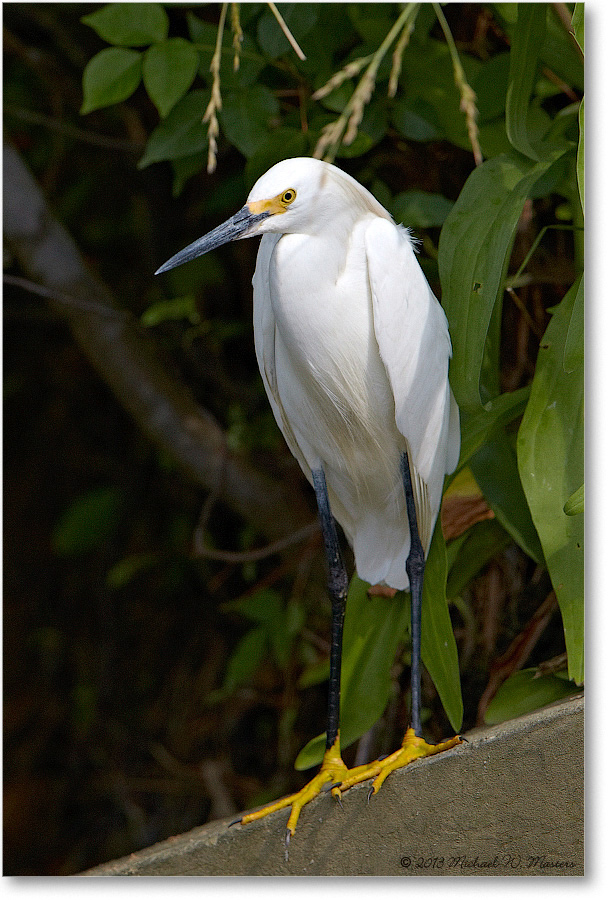 SnowyEgret-ChincoNWR-2013June_D5A0819-copy