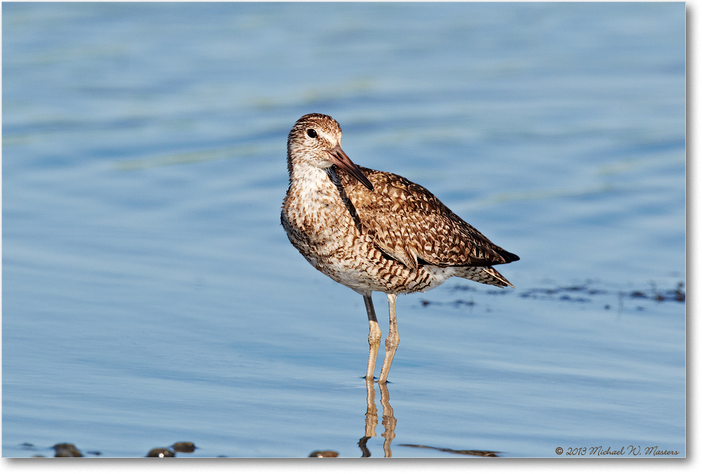 Willet-ChincoteagueNWR-2013June_D5A1139