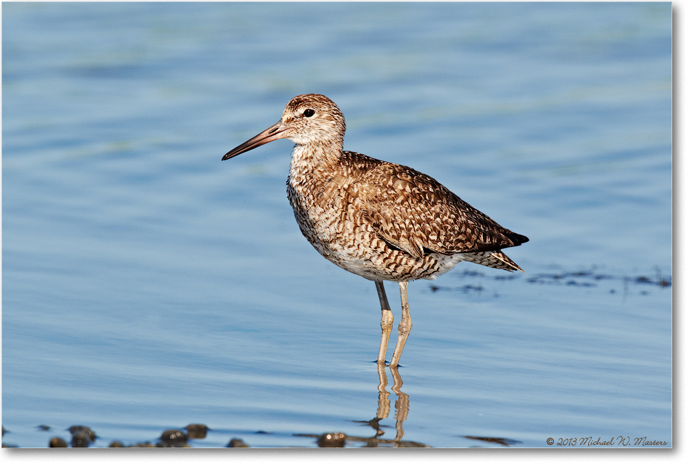 Willet-ChincoteagueNWR-2013June_D5A1143