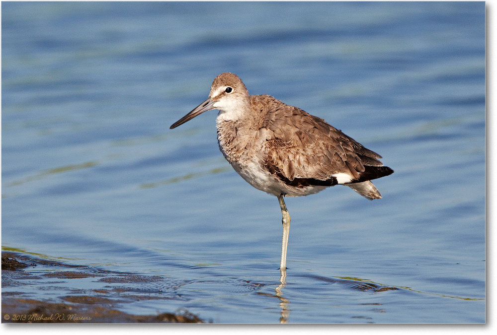WilletJuvenile-ChincoNWR-2013June_D5A0927
