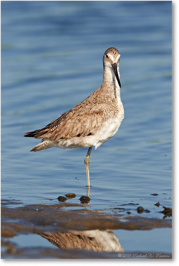WilletJuvenile-ChincoNWR-2013June_D5A0973-copy