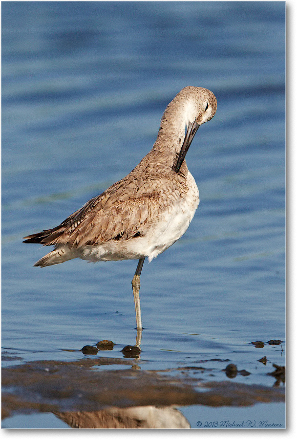 WilletJuvenile-ChincoNWR-2013June_D5A0976