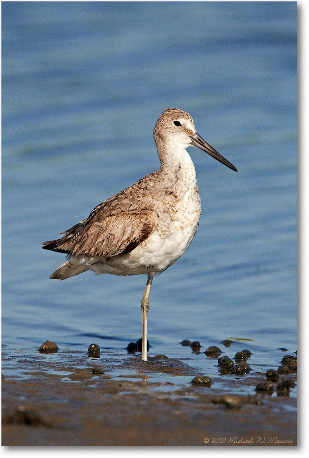 WilletJuvenile-ChincoNWR-2013June_D5A1074