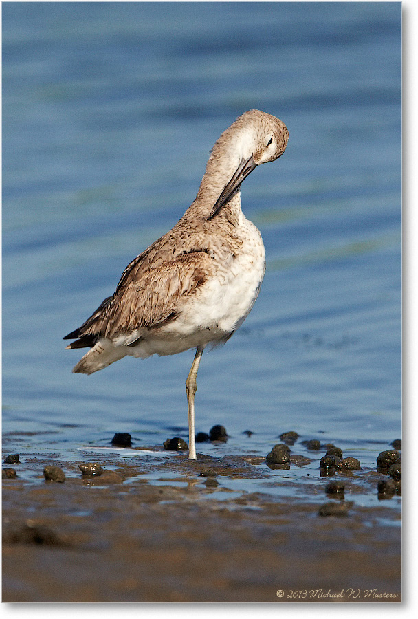 WilletJuvenile-ChincoNWR-2013June_D5A1076-copy