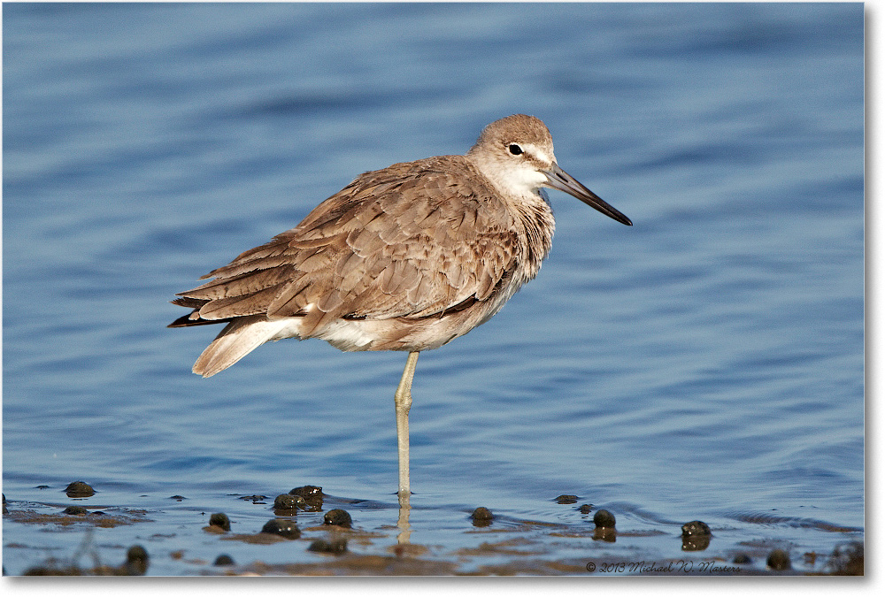 WilletJuvenile-ChincoNWR-2013June_D5A1087