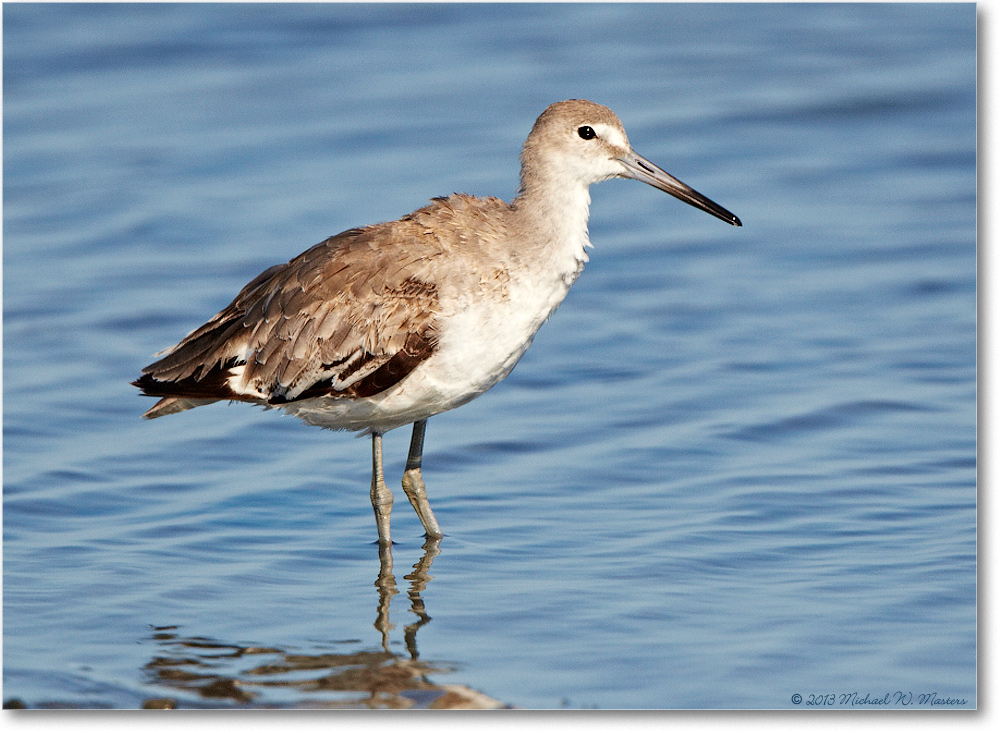 WilletJuvenile-ChincoNWR-2013June_D5A1094