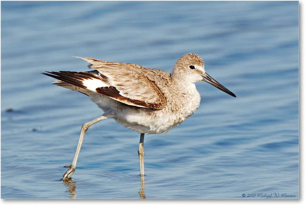 WilletJuvenile-ChincoNWR-2013June_D5A1156-copy