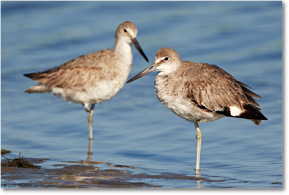 WilletJuveniles-ChincoNWR-2013June_D5A0944