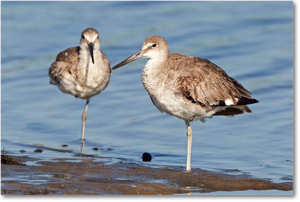 WilletJuveniles-ChincoNWR-2013June_D5A0959