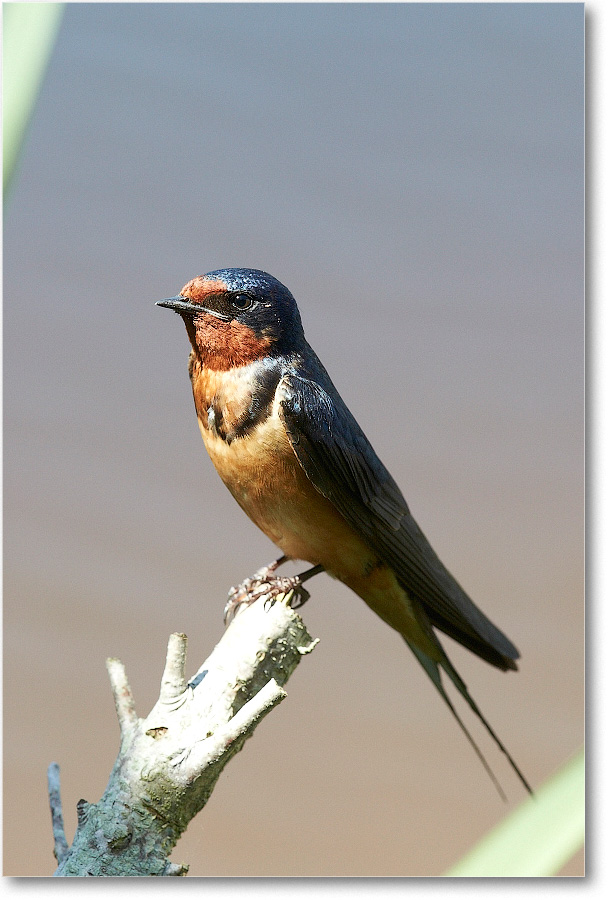 BarnSwallow-Chincoteague-2014June_2DXA0337 copy