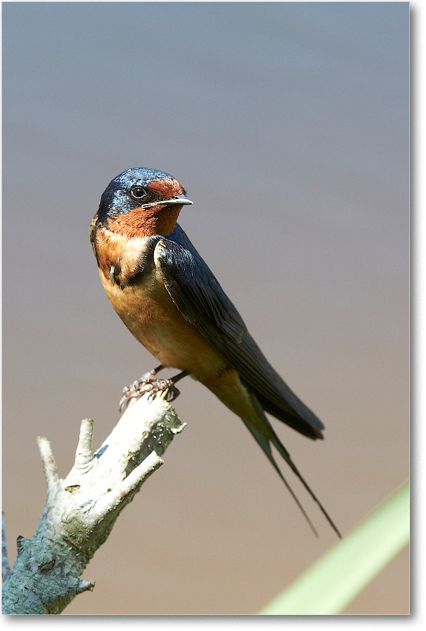 BarnSwallow-Chincoteague-2014June_2DXA0338 copy