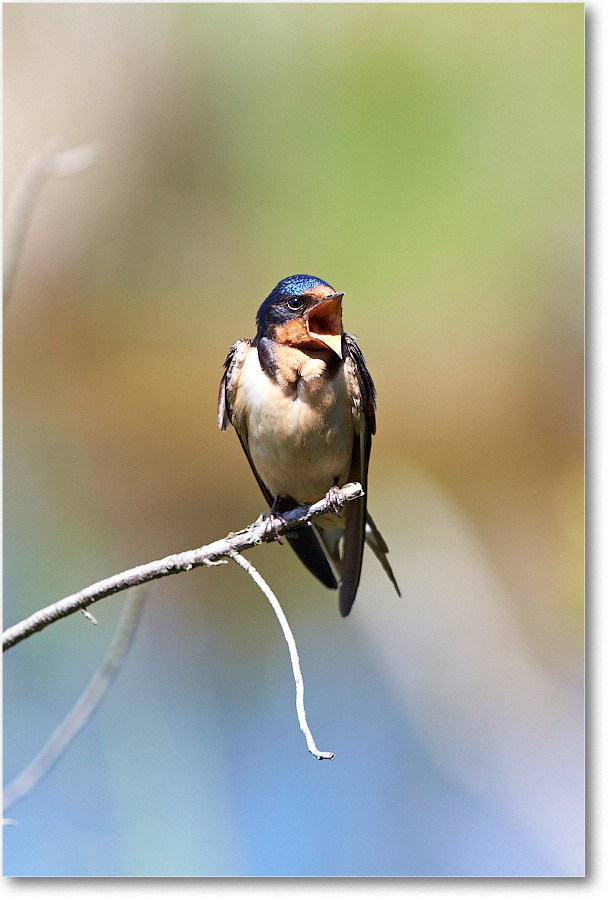 BarnSwallow-Chincoteague-2014June_2DXA0352 copy