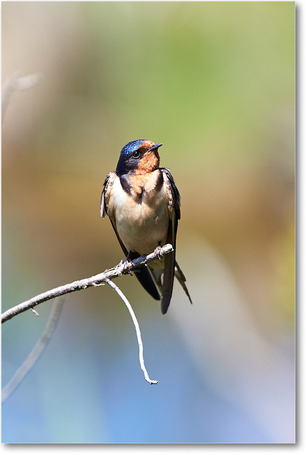 BarnSwallow-Chincoteague-2014June_2DXA0355 copy