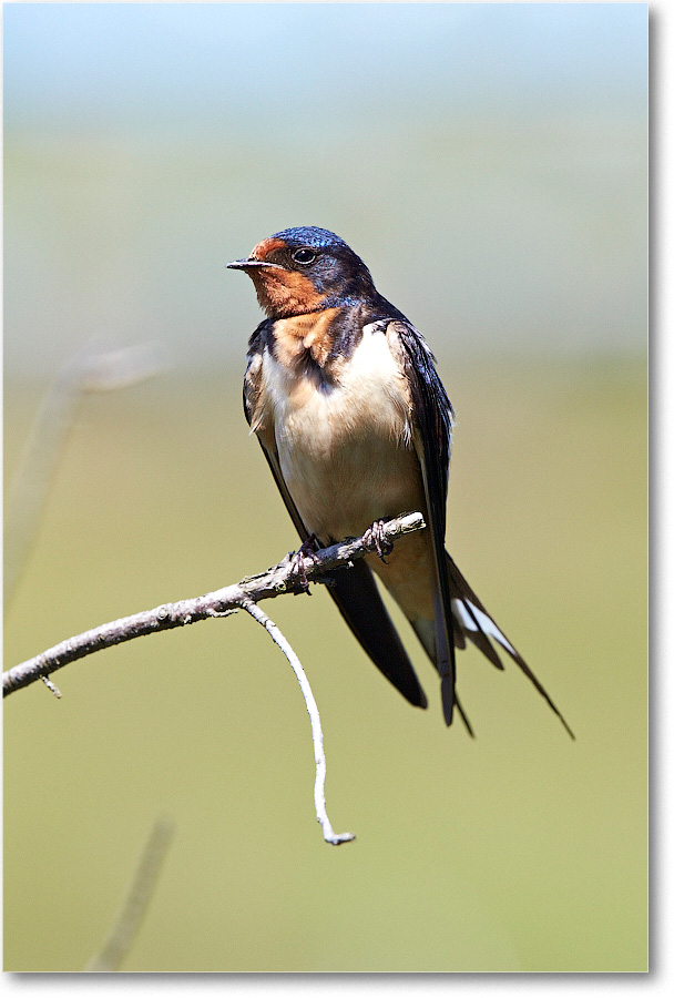 BarnSwallow-Chincoteague-2014June_2DXA0362 copy