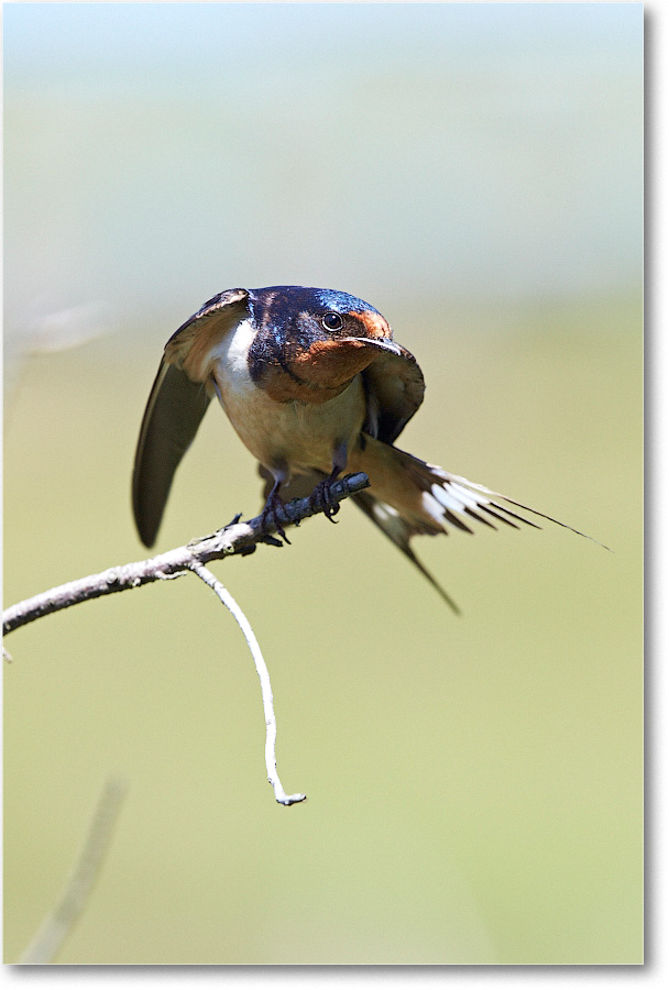 BarnSwallow-Chincoteague-2014June_2DXA0367 copy