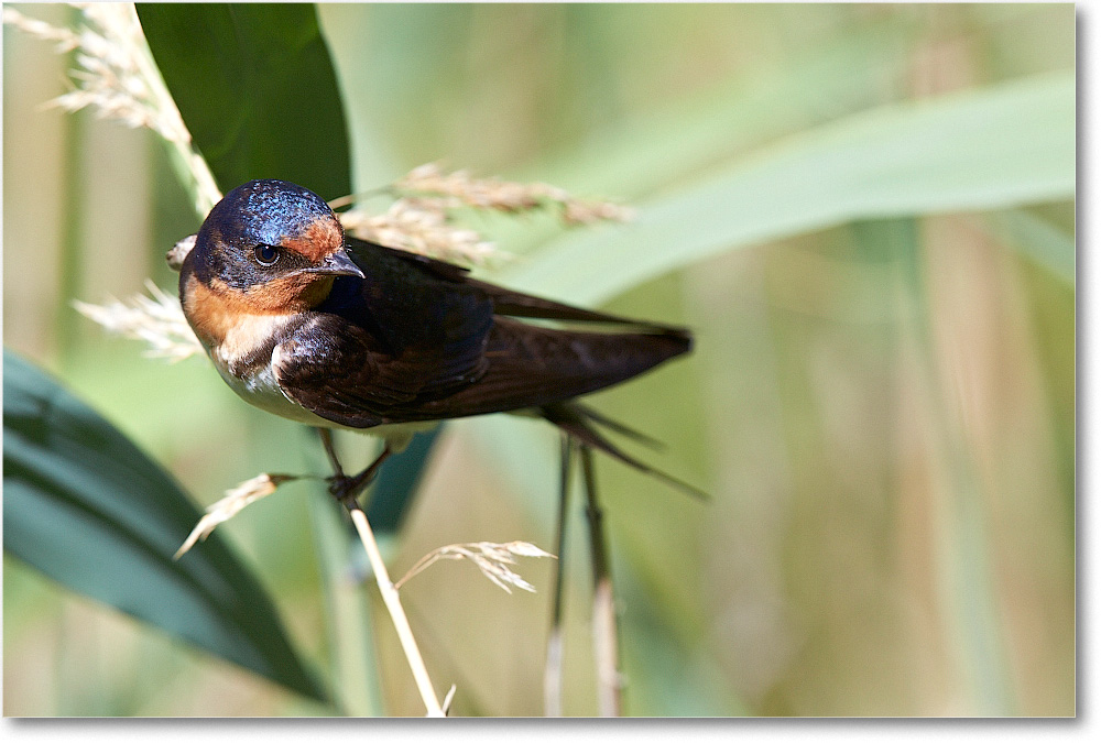 BarnSwallow-Chincoteague-2014June_2DXA0383 copy