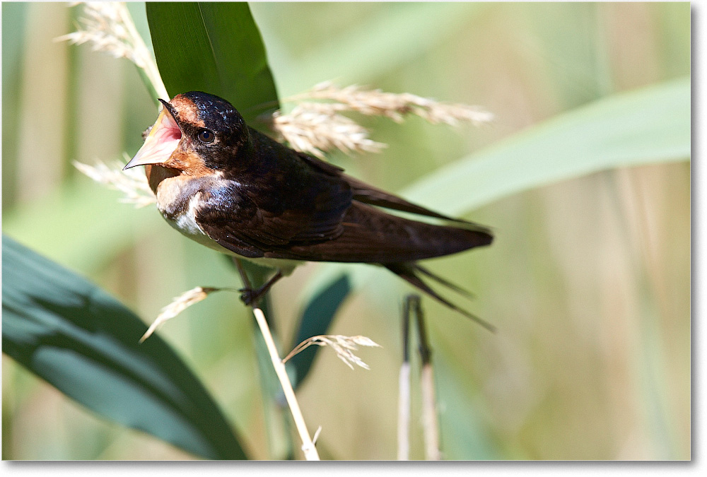 BarnSwallow-Chincoteague-2014June_2DXA0387 copy