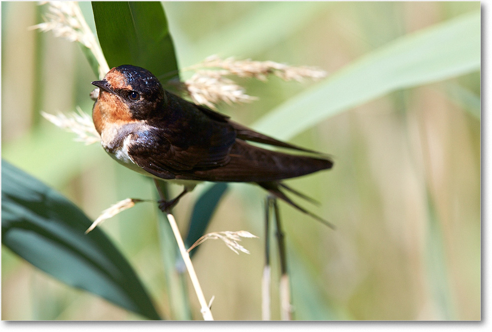 BarnSwallow-Chincoteague-2014June_2DXA0389 copy