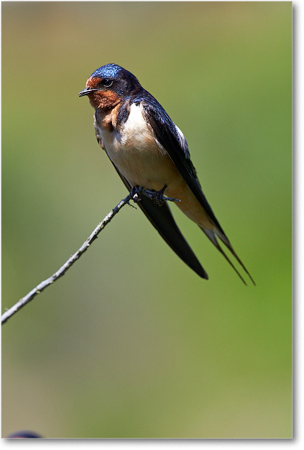 BarnSwallow-Chincoteague-2014June_2DXA0426 copy