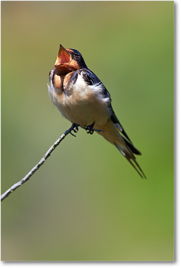 BarnSwallow-Chincoteague-2014June_2DXA0433 copy