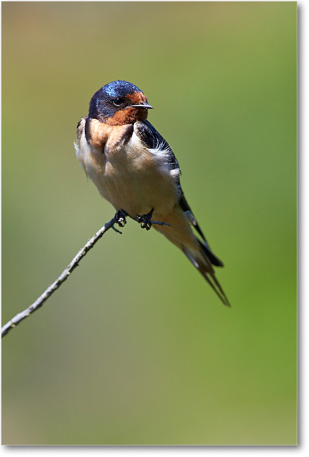 BarnSwallow-Chincoteague-2014June_2DXA0442 copy