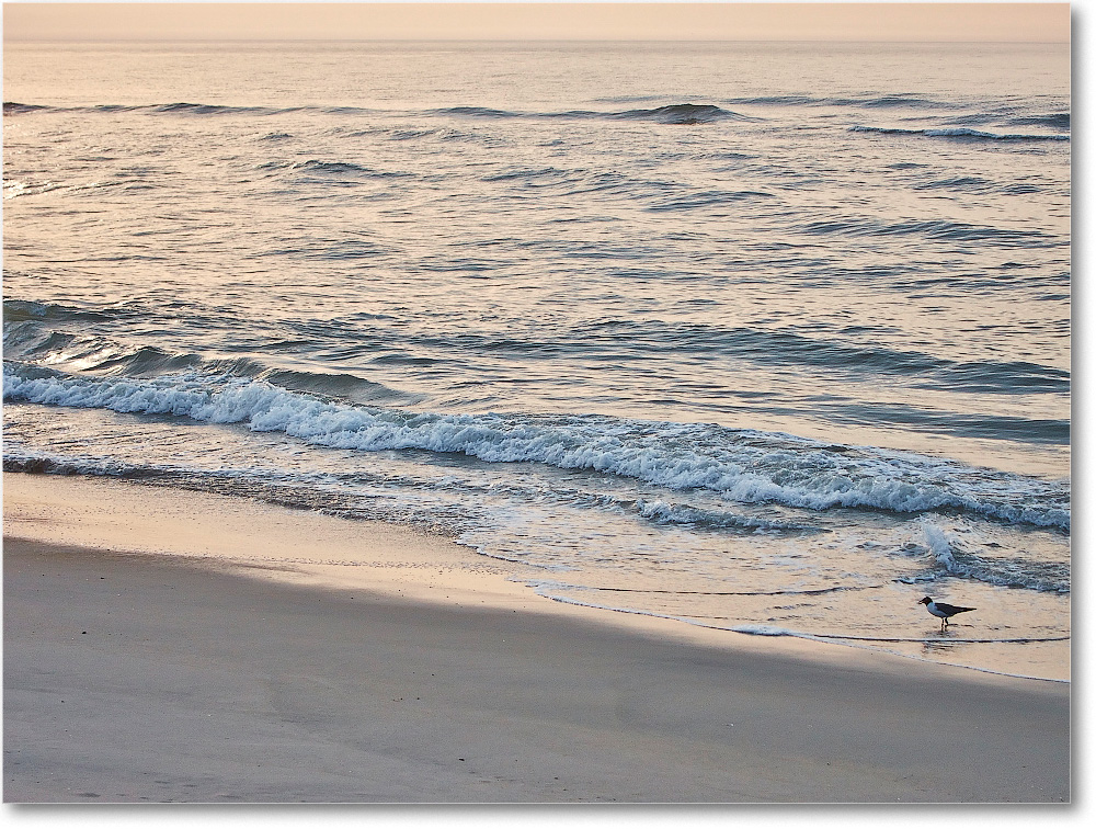 Beach-Assateague-2014June_IMG_2754 copy
