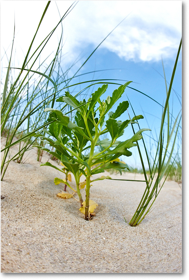 Beach-Assateague-2014June__S3A8057 copy